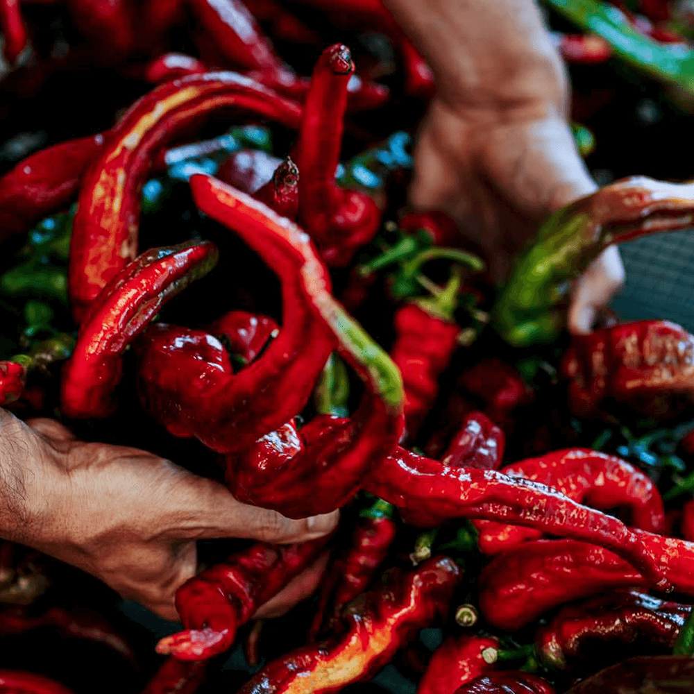 Sbam Design Fòrte – Peperoncino in olio extra vergine di oliva Promozione Limitata