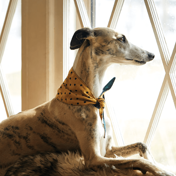 Sbam Design Bandana reversibile Online