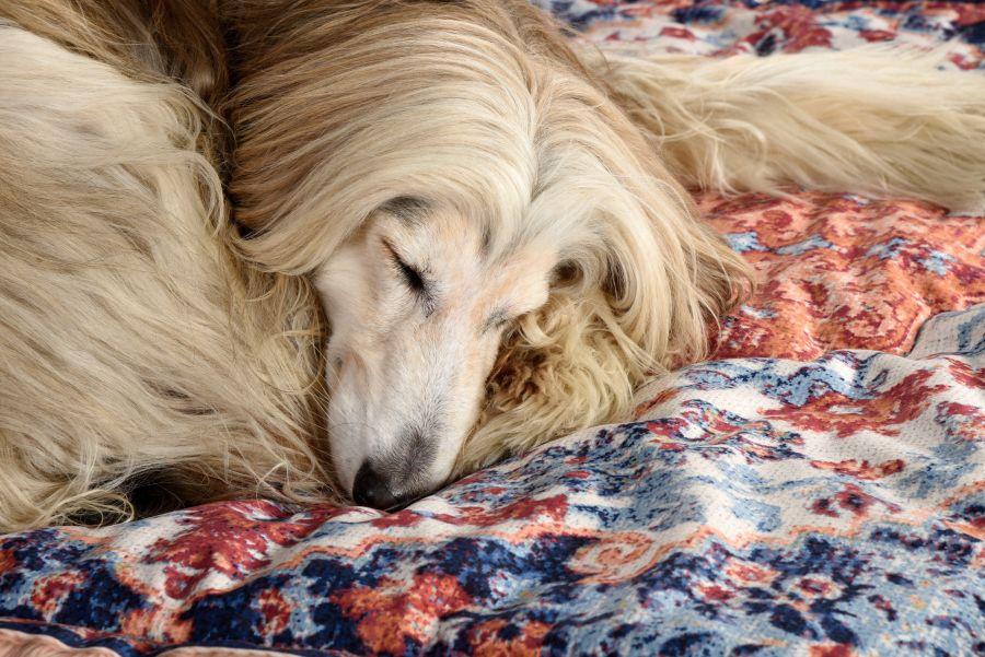 Seletti Kennel carpet PETS (R)EVOLUTION Medium Negozio