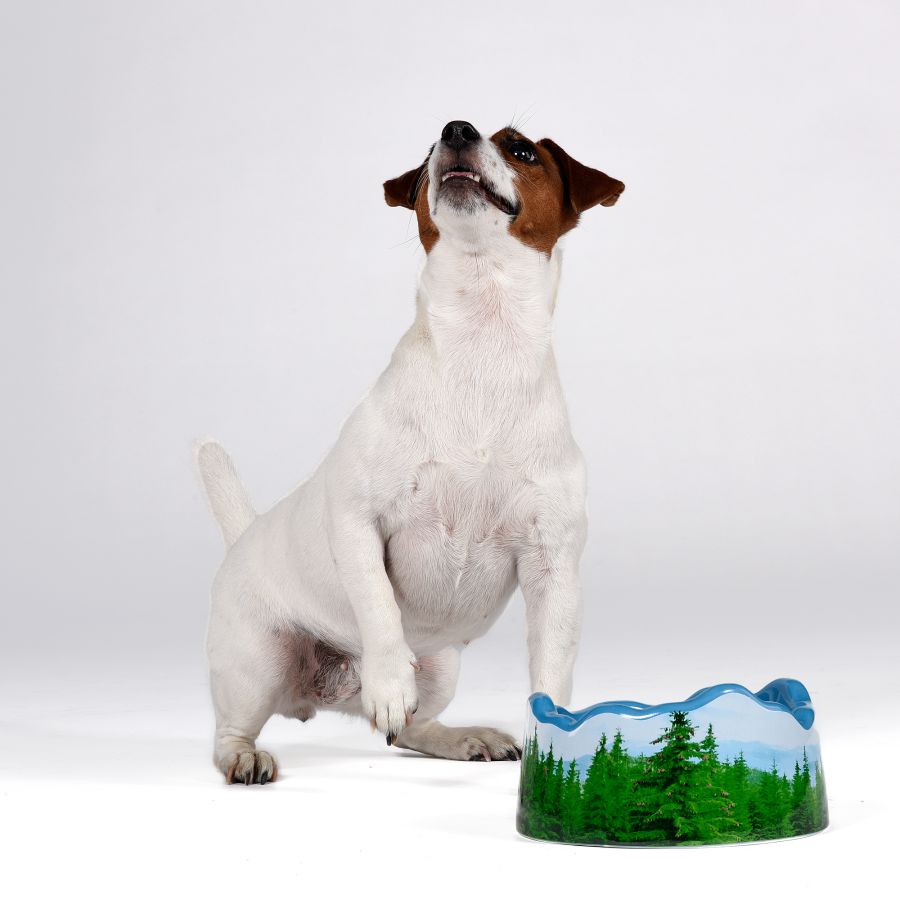 Seletti Ceramic bowl PETS (R)EVOLUTION Les Alpes Officina