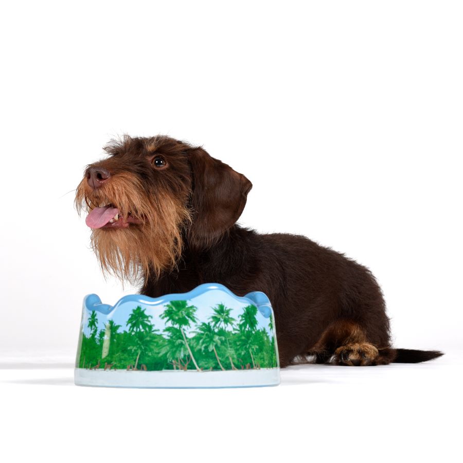 Seletti Ceramic bowl PETS (R)EVOLUTION Maldives Limitato a 3 giorni